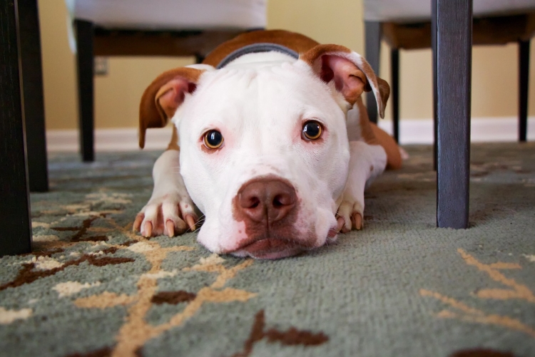 imagem: cachorro deitado em um tapete