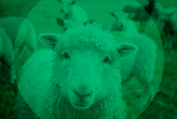 Foto de ovelha em um campo com outras ovelhas ao redor