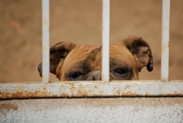 Parte superior da face de um cachorro que está atrás das grades 