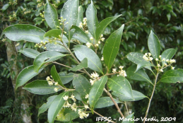 Flores e folhas de uma Ocotea indecora, espécie endêmica brasileira popularmente conhecida como “canela-sassafrás” e encontrada em áreas de Mata Atlântica 