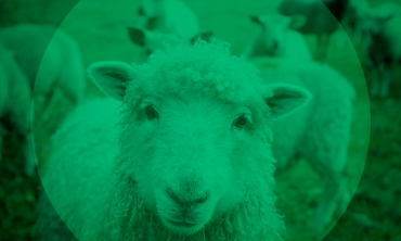 Foto de ovelha em um campo com outras ovelhas ao redor